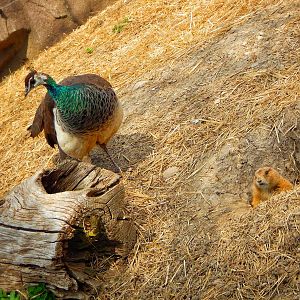 Apr. 2015 - North America - Indian Peafowl + Prairie Dog