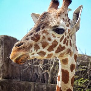 Apr. 2015 - Giraffe Experience - Reticulated Giraffe