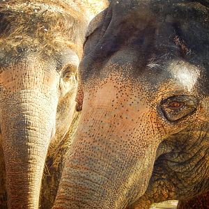 Mar. 2015 - Elephant Reserve - Jati + Schottzie