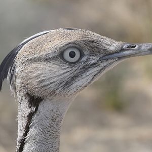 Asian Houbara Bustard (Chlamydotis undulata macquenii), April 2015