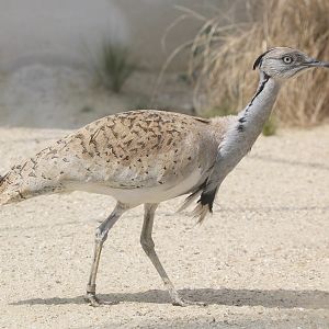 Asian Houbara Bustard (Chlamydotis undulata macquenii), April 2015