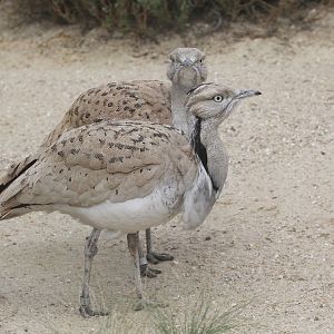 Asian Houbara Bustards (Chlamydotis undulata macquenii), April 2015