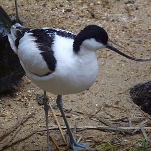 Pied avocet 5.4.15