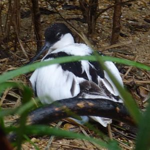 Pied avocet 5.4.15