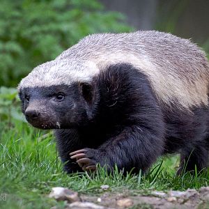 Ratel / honey badger : Howletts : 30 Mar 2015