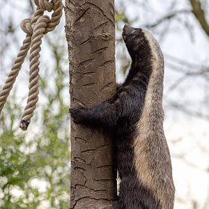 Ratel / honey badger : Howletts : 30 Mar 2015