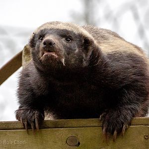 Ratel / honey badger : Howletts : 30 Mar 2015