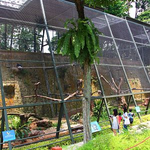 Birds of Prey - Scavengers aviary
