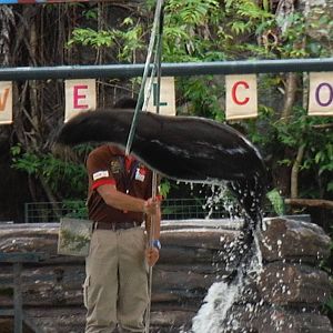 Sea Lion Show - Zoo Negara 2015