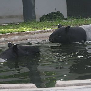 Malayan Tapirs swimming in old elephant pool - 2015