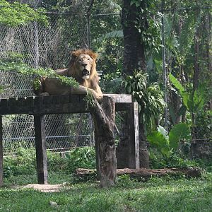 African Lion - Zoo Negara 2015