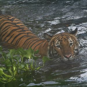 Malayan Tiger Swimming - Zoo Negara 2015
