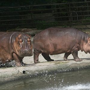 Hippo and Calf - Zoo Negara 2015