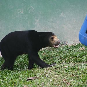 Sun Bear in new enclosure - Zoo Negara 2015