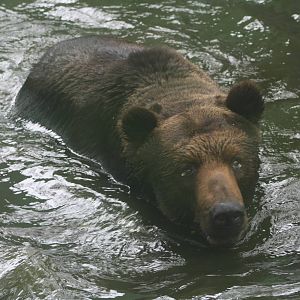 Brown Bear in improved pool - Zoo Negara 2015