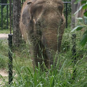 Asian Elephant in new enclosure - 2015
