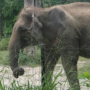 Asian Elephant in new enclosure - 2015