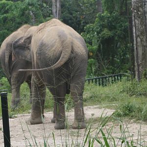 Asian Elelphants in new enclosure - 2015