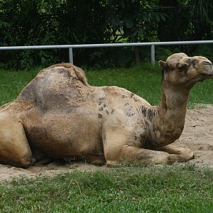 Camel.