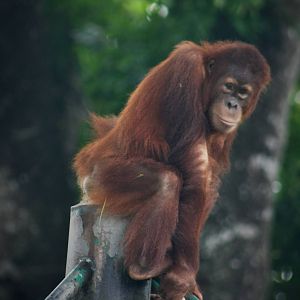 Kathy the orangutan - Zoo Negara 2015