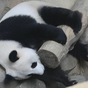 Giant Panda.