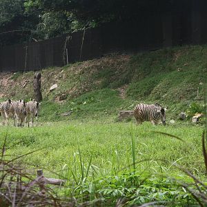 Zebras in Savannah Enclosure - 2015