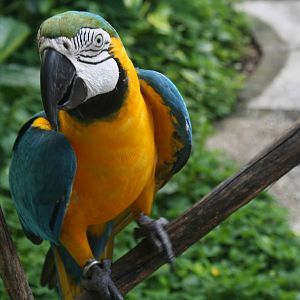 Blue & Gold Macaw - 2015