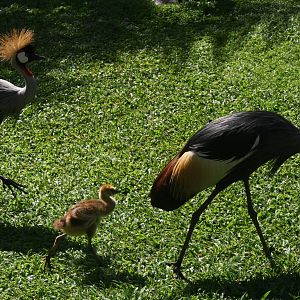 Small Family - Bali Bird Park 2015