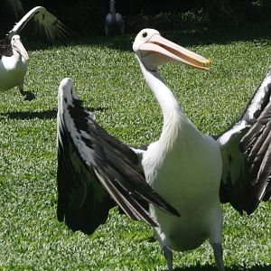 Australian Pelicans - 2015