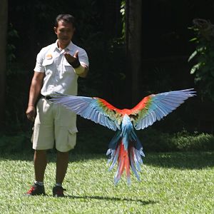 Macaw in Flight - 2015
