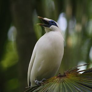Bali Myna - Bird Park 2015