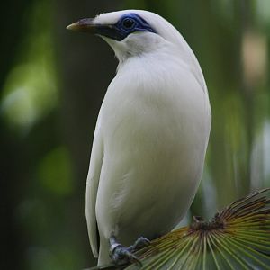 Bali Myna - Bird Park 2015