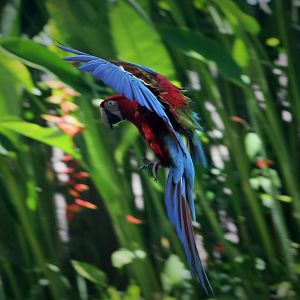 Macaw in Flight - Bird Park 2015