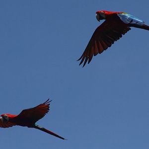 Macaws in Flight - Bird Park 2015