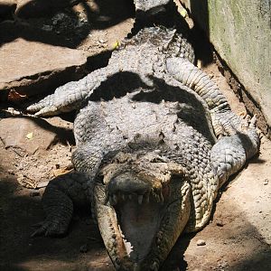 Saltwater Crocodile - Reptile Park 2015
