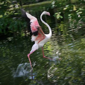 Greater Falmingo - 2015