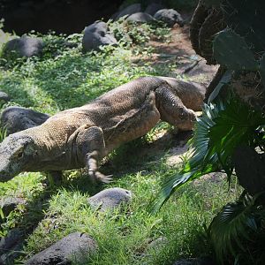 Komodo Dragon - 2015