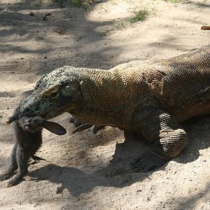 Komodo Dragon Feeding - 2015