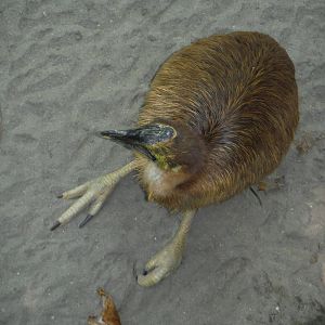 Young Cassowary - Bali Zoo 2015