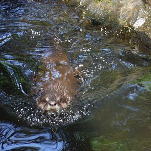 Asian Small Clawed Otter - 2015