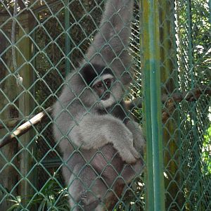 Silvery Gibbon - 2015