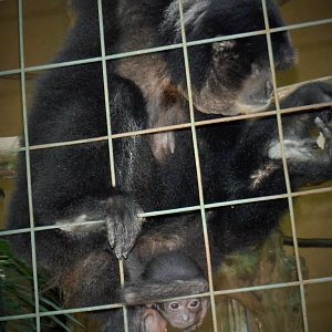 Siamang with baby - 2015