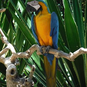 Blue & Gold Macaw