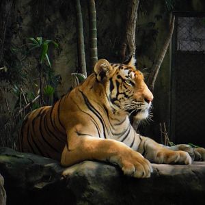 Bengal Tiger - 2015