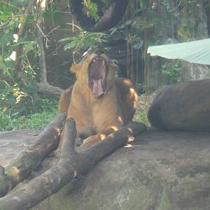 African Lioness - 2015