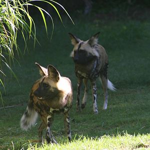 African Wild Dogs