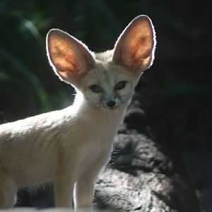 Fennec Fox