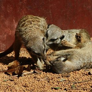Meerkat bundle