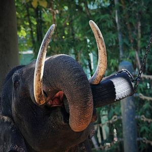 Putra Mas with his tire