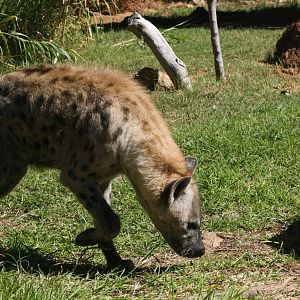 Spotted Hyena.